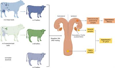 Frontiers Mating to Intact but Not Vasectomized Males Elicits